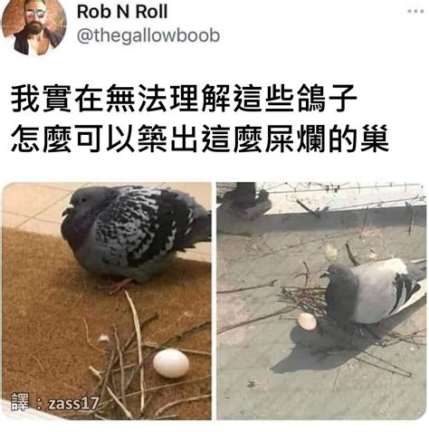 家和萬事興梗圖 小鳥築巢